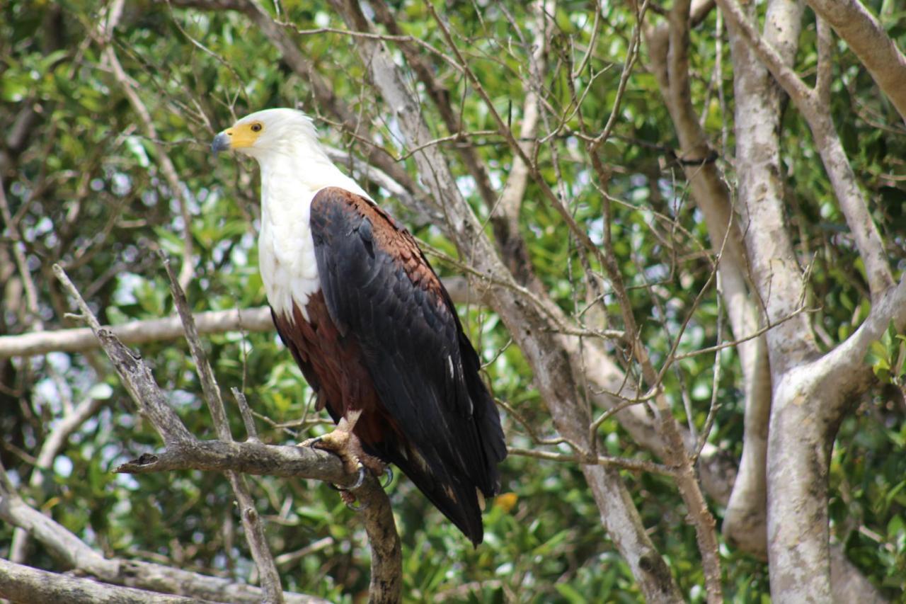 Lodge Afrique Saint Lucia Estuary Esterno foto